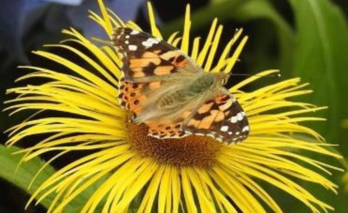 Image of Butterfly Conservation